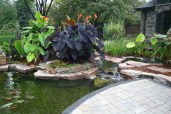 Tropical Shrubs - Elephant Ears 1
